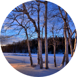 Bare trees without any leaves surrounded by snow, with green forest fir trees in the background.